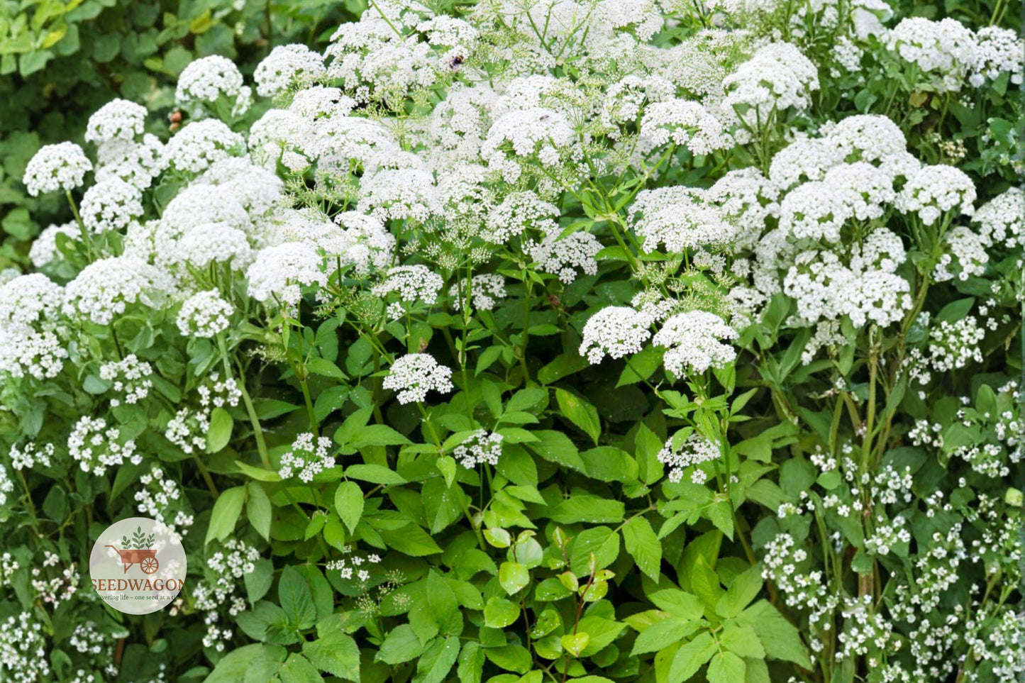 wild quinine seeds, native perennial wildflower, pollinator garden plant, white flower seeds, prairie plant seeds, drought tolerant seeds, native landscape seeds, wildflower meadow seeds, bee butterfly attractor, low maintenance seeds, summer blooming seeds, well-drained soil plant, native plant seeds