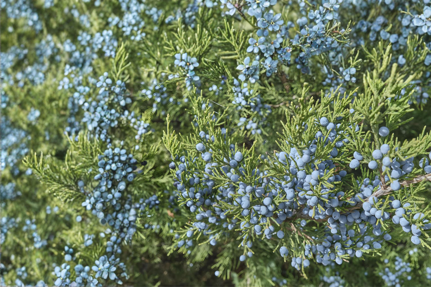 Common Juniper Seeds, Evergreen Shrub, Blue Berries, Juniperus communis, Drought Tolerant, Landscaping, Wildlife Garden
