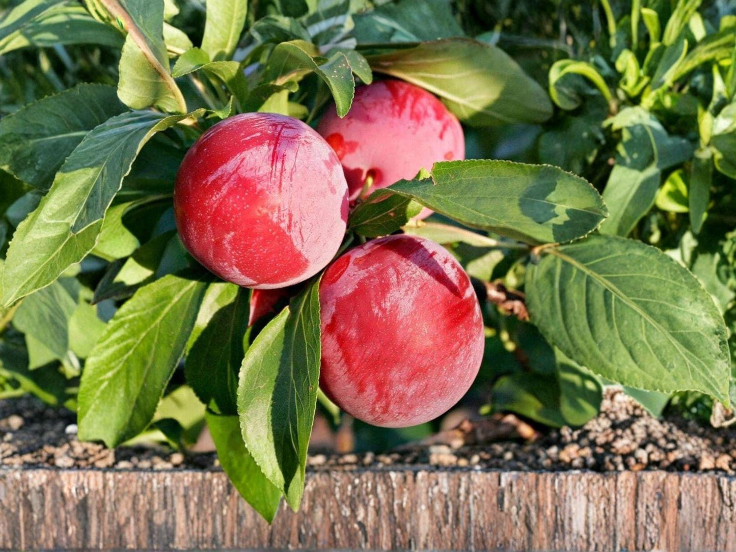 American Plum Tree Bare Root – Native Prunus americana, Edible Fruit, Wildlife Garden Plant, 12–24in Deciduous Shrub