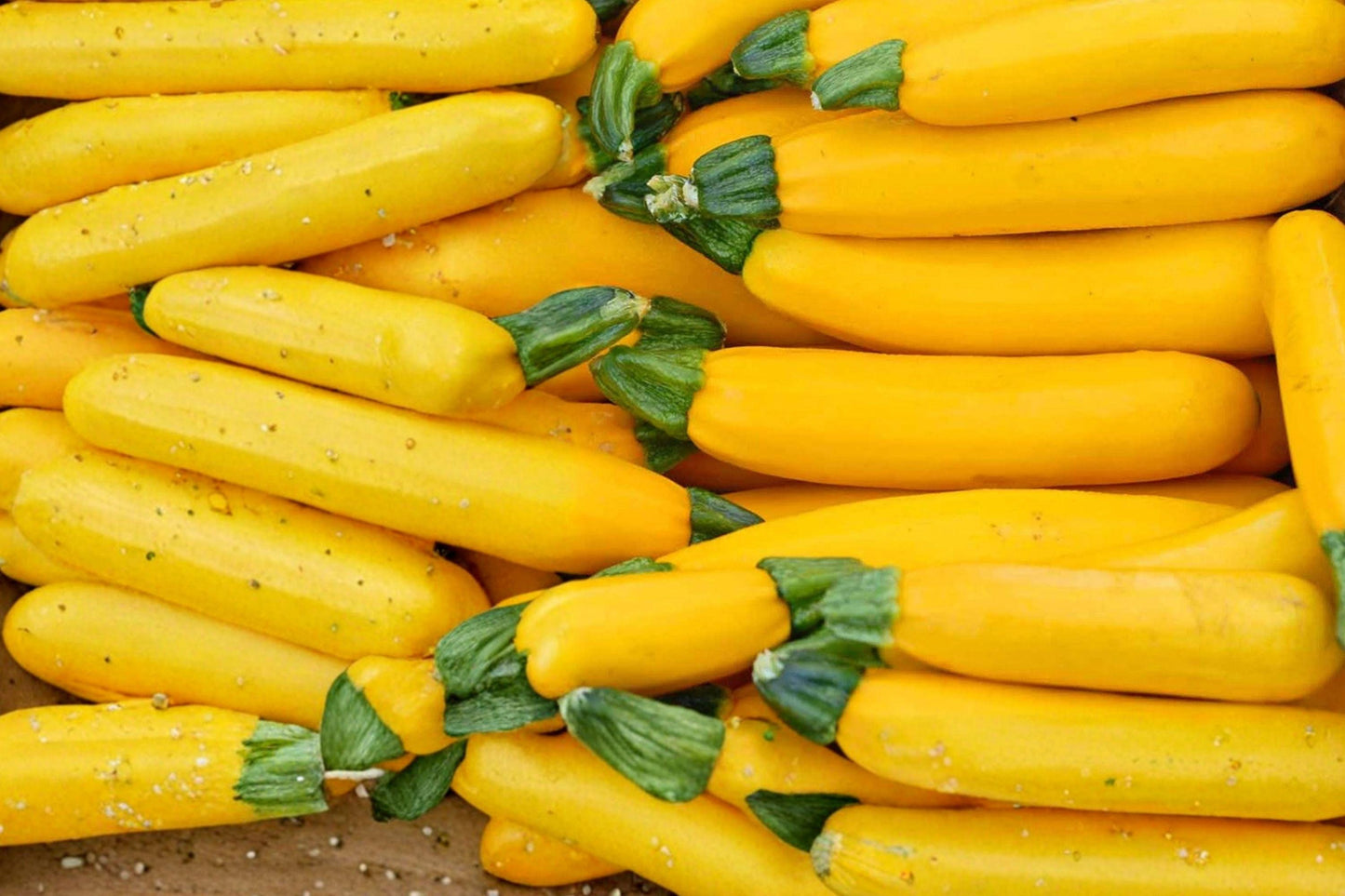 Golden Zucchini Seeds - Heirloom Organic Summer Squash, High Yield Vegetable Garden, Cucurbita pepo