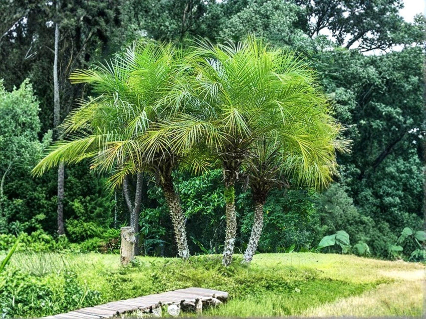 Pygmy Date Palm Seeds | Phoenix roebelenii | Compact Tropical Palm for Garden & Container Planting