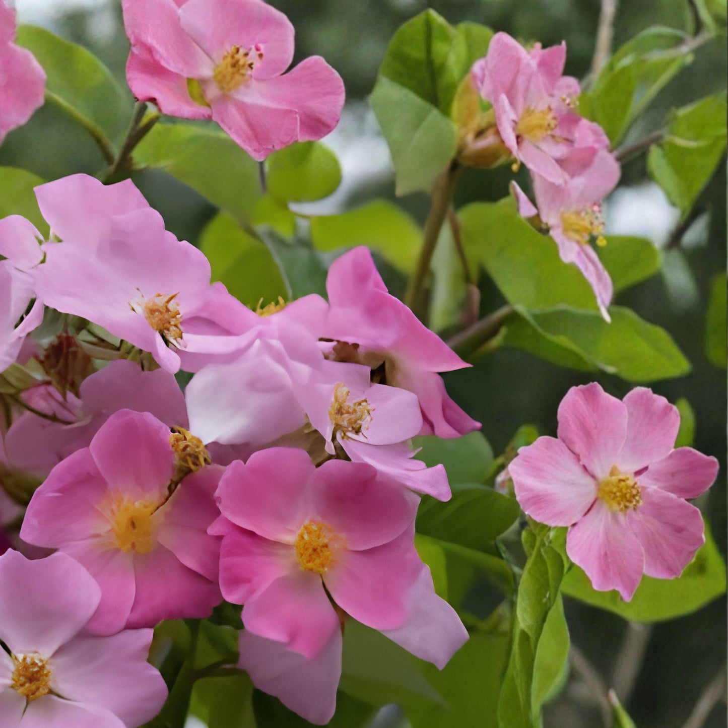 Illinois Rose Seeds – Rosa setigera Native Climbing Rose with Pink Blooms & Ornamental Hips, Ideal for Fences & Pollinator Gardens
