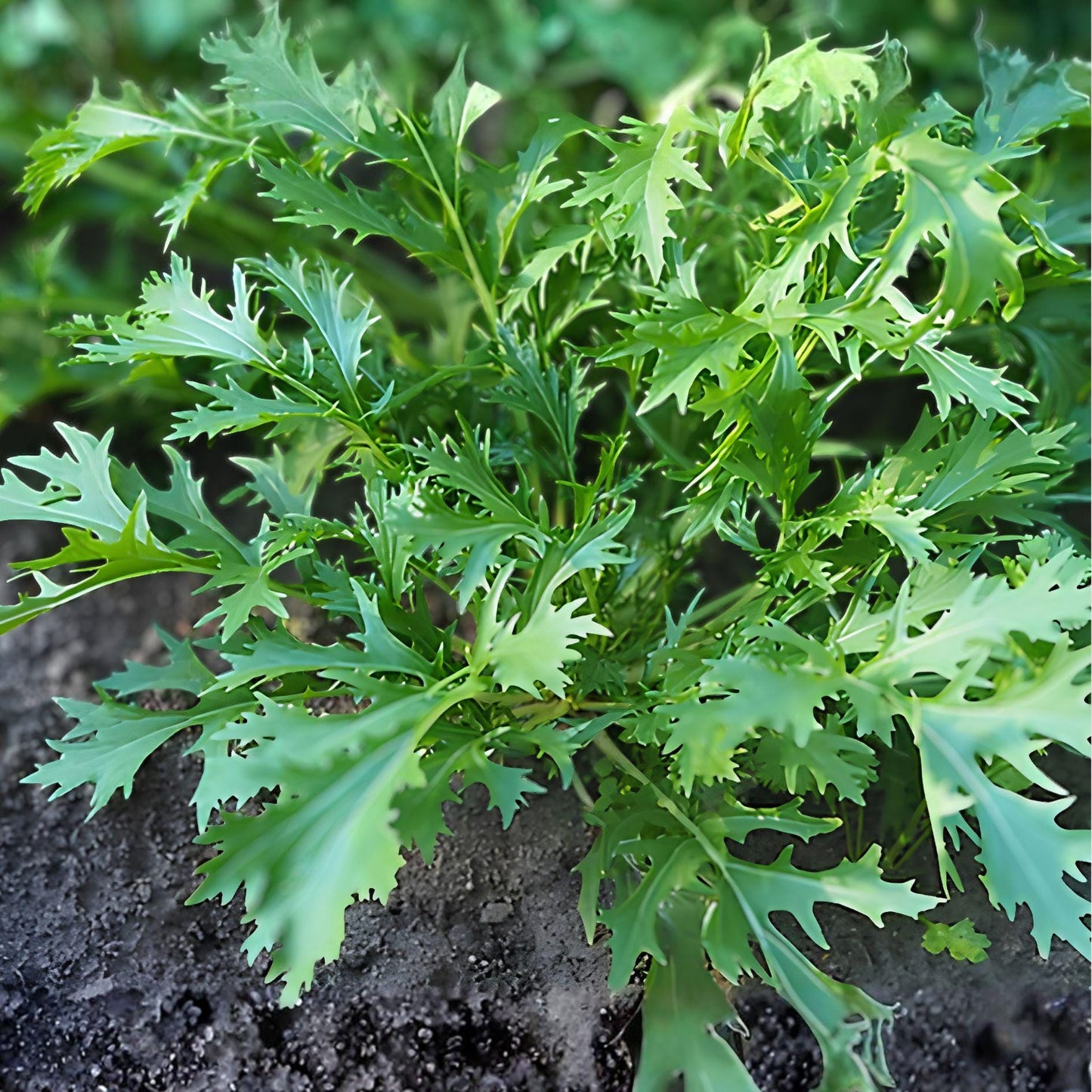 Mizuna Seeds 150 Pack – Brassica rapa Leafy Green Vegetable for Garden & Container Growing