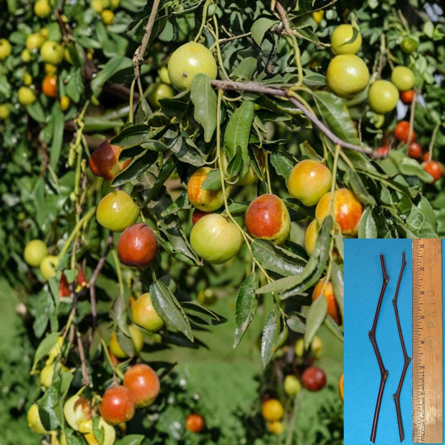 Honey Jar Jujube Cuttings – Unrooted Ziziphus jujuba Grafting Material, 8-Inch Fruit Tree Propagation