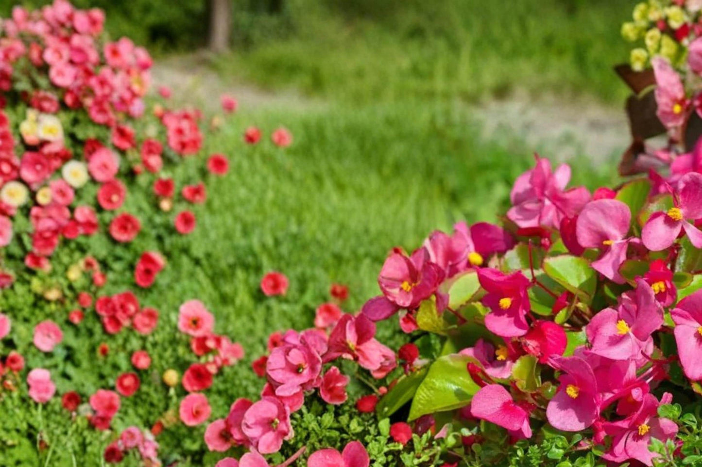 Rose Red Begonia Seeds – Begonia semperflorens, Fibrous-Rooted Annual Flower for Garden Beds & Containers