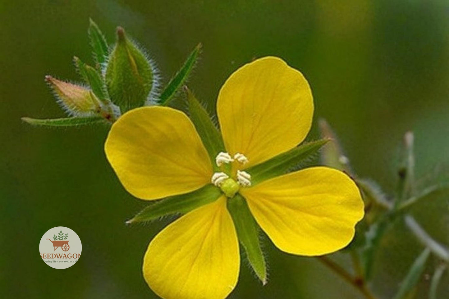 wetland plant seeds, native aquatic seeds, pond edge plant, rain garden plant, wildflower seeds, yellow bloom seeds, ecological gardening, habitat restoration seeds, native wetland wildflower, moisture-loving plant, seedbox Ludwigia seeds, aquatic perennial seeds, native habitat seeds