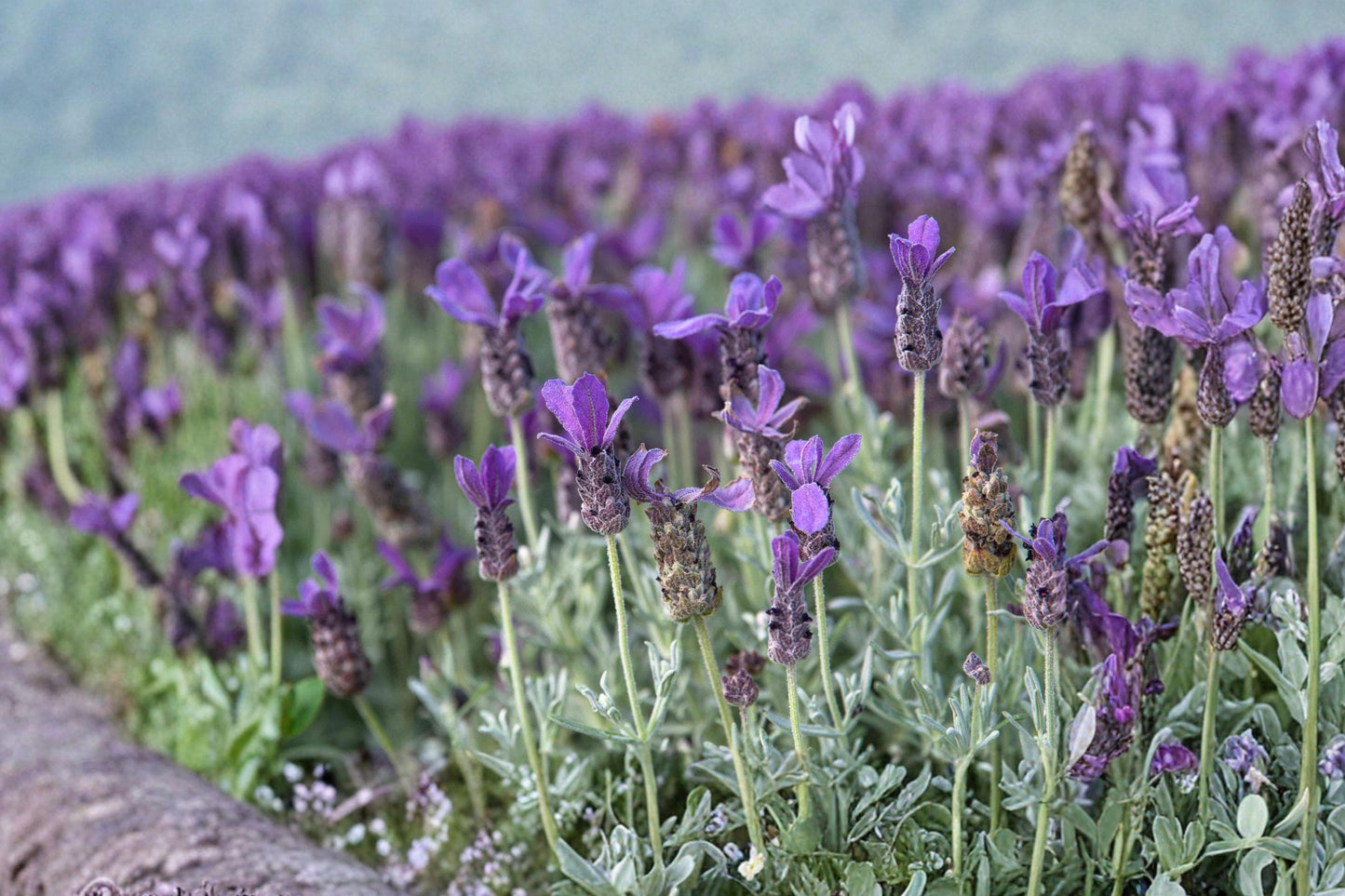 Lavender Vera Seeds - Heirloom Fragrant Purple Flowers, Drought Tolerant, Easy Grow Garden Herb, Lavandula angustifolia