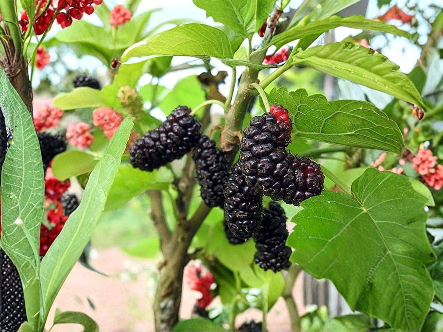 Illinois Everbearing Mulberry Tree Bare Root 6-8in, Morus alba Hybrid, Fast Growing Fruit Tree with Extended Harvest