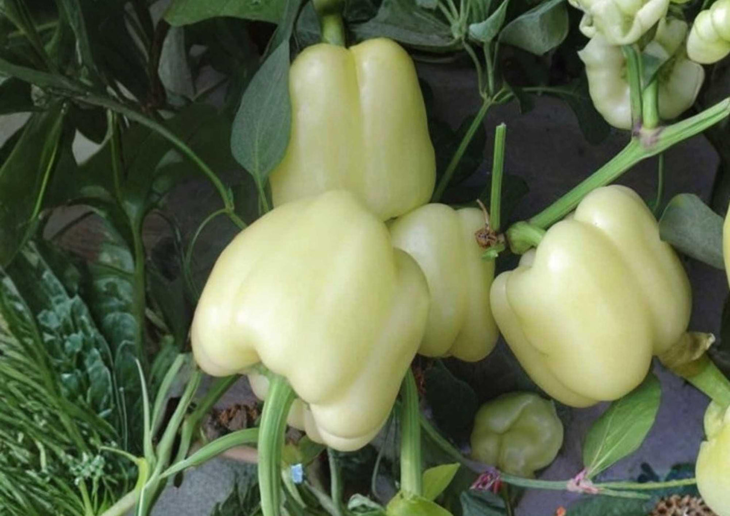30+ White Bell Pepper Seeds – Heirloom Organic Non-GMO Vegetable Seeds for Garden Planting