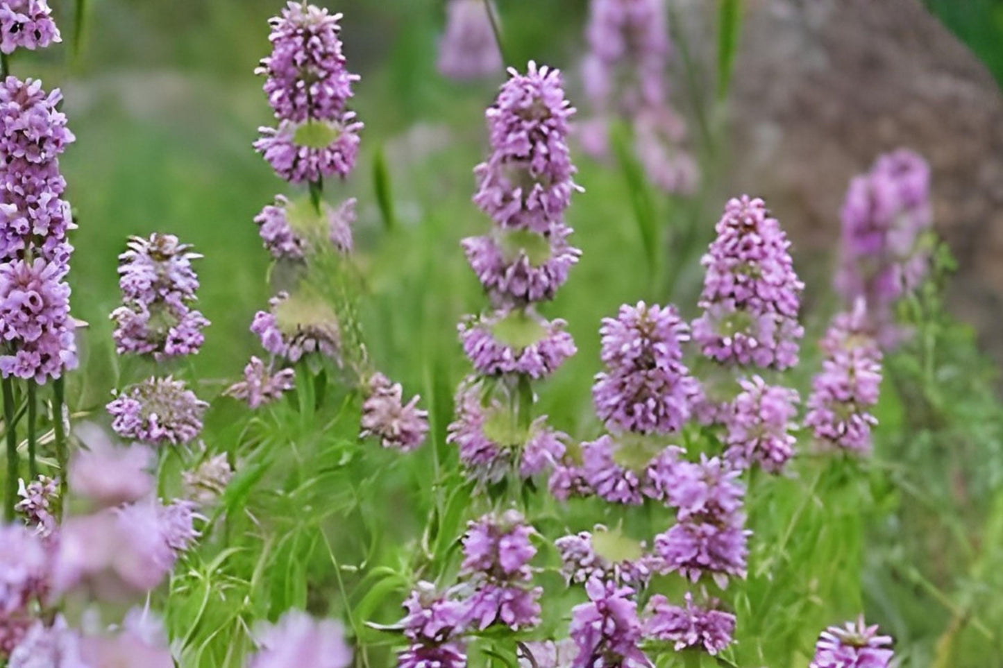 Lemon Mint Seeds (Monarda citriodora) - Fragrant Native Herb for Pollinator Gardens & Herbal Tea