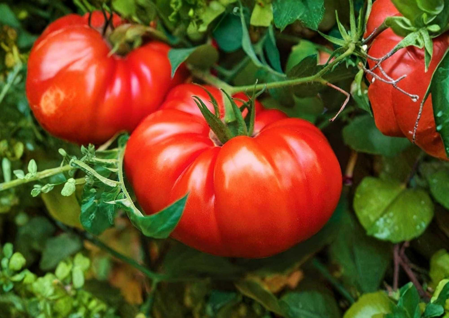 Beefsteak Tomato Seeds, Heirloom Large Red Slicing Vegetables, Solanum lycopersicum