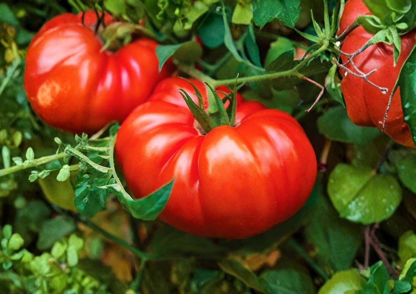 Beefsteak Tomato Seeds - Heirloom Large Red Slicing Vegetables for Garden Planting, Solanum lycopersicum