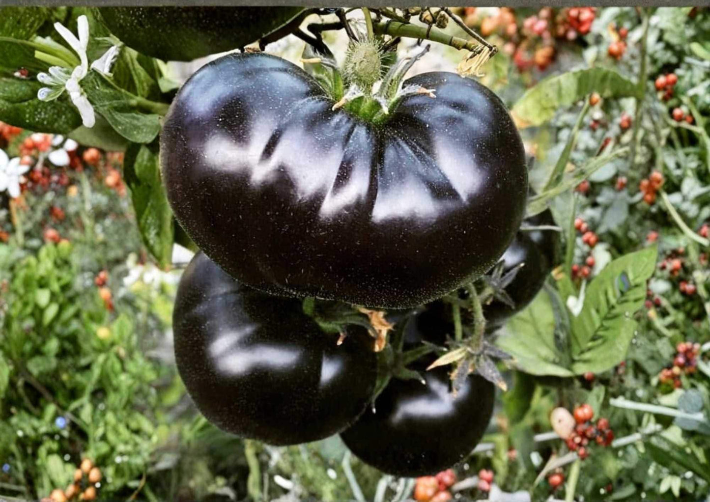 30+ Ananas Noire Tomato Seeds | Black Pineapple Heirloom Multicolor Fruit for Garden Planting