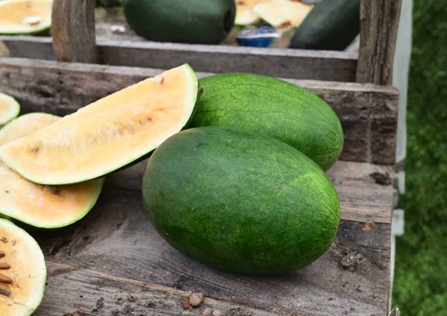 Tendersweet Orange Watermelon Seeds – Heirloom Non-GMO Fruit Seeds for Garden Planting, Juicy Orange Flesh, Large Melons