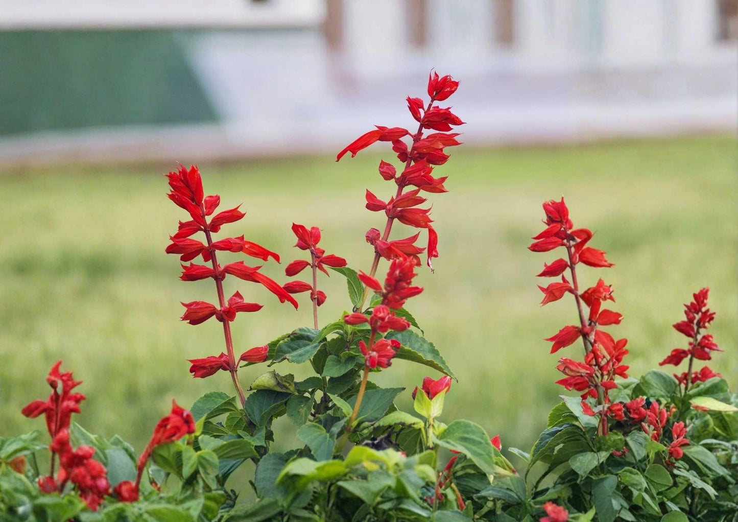 Scarlet Sage Seeds 500+ Salvia coccinea Wildflower Herb for Garden Pollinator Attracting Bright Red Blooms