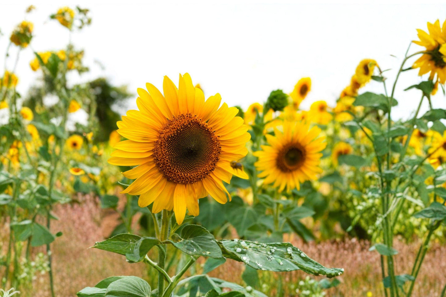 Heirloom Sunflower Seed Mix - Colorful, Long Blooming, Pollinator Friendly Garden Flower Seeds