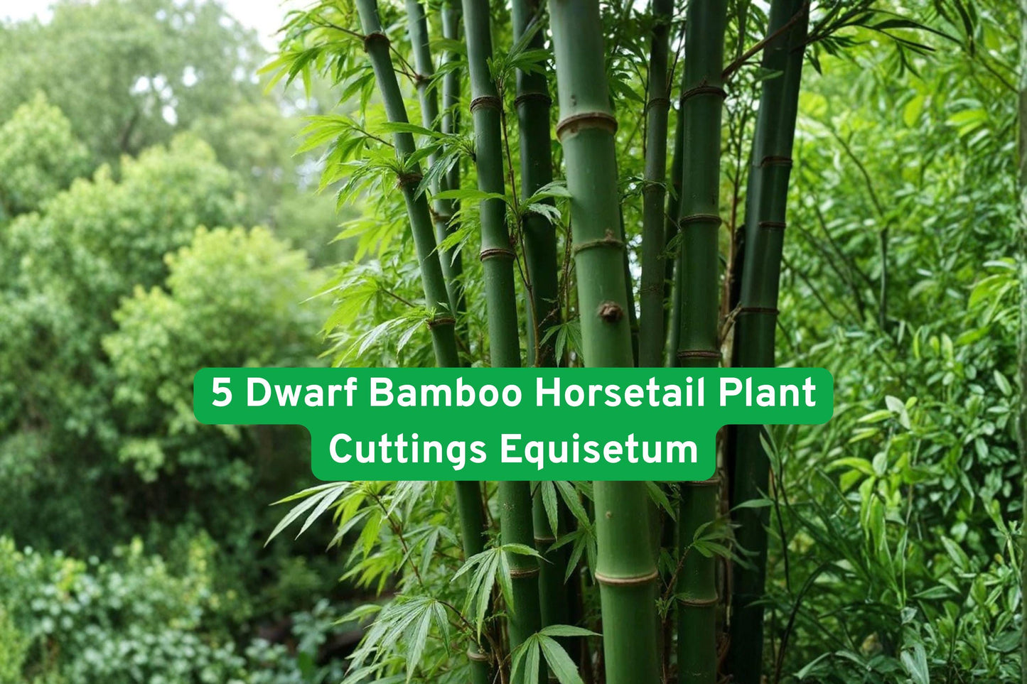 Dwarf Bamboo Horsetail, Equisteum Cuttings, Water Garden Plant, Green Ornamental Plant, Aquatic Plant Propagation, Modern Landscape Plant, Zen Garden Decor, Pond Plant, Moist Soil Plant, Living Fossil Plant, Architectural Greenery, Fast Growing Plant, Container Water Feature