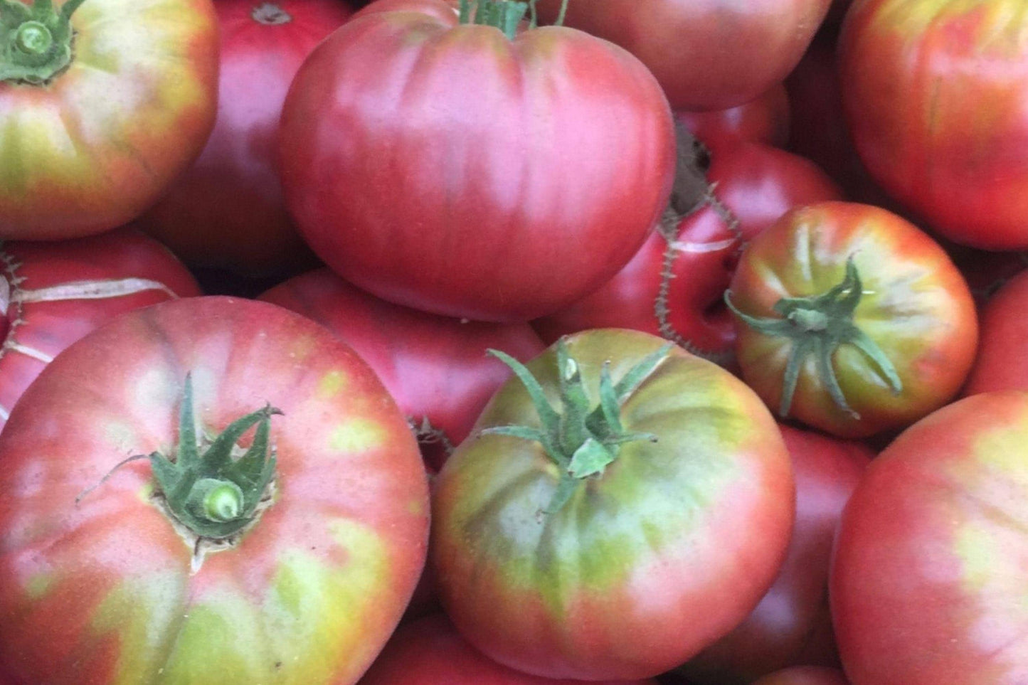 Cherokee Purple Tomato Seeds - Heirloom, Non-GMO, Beefsteak, Sweet Flavor, High Yield, Slicing Tomato Seeds