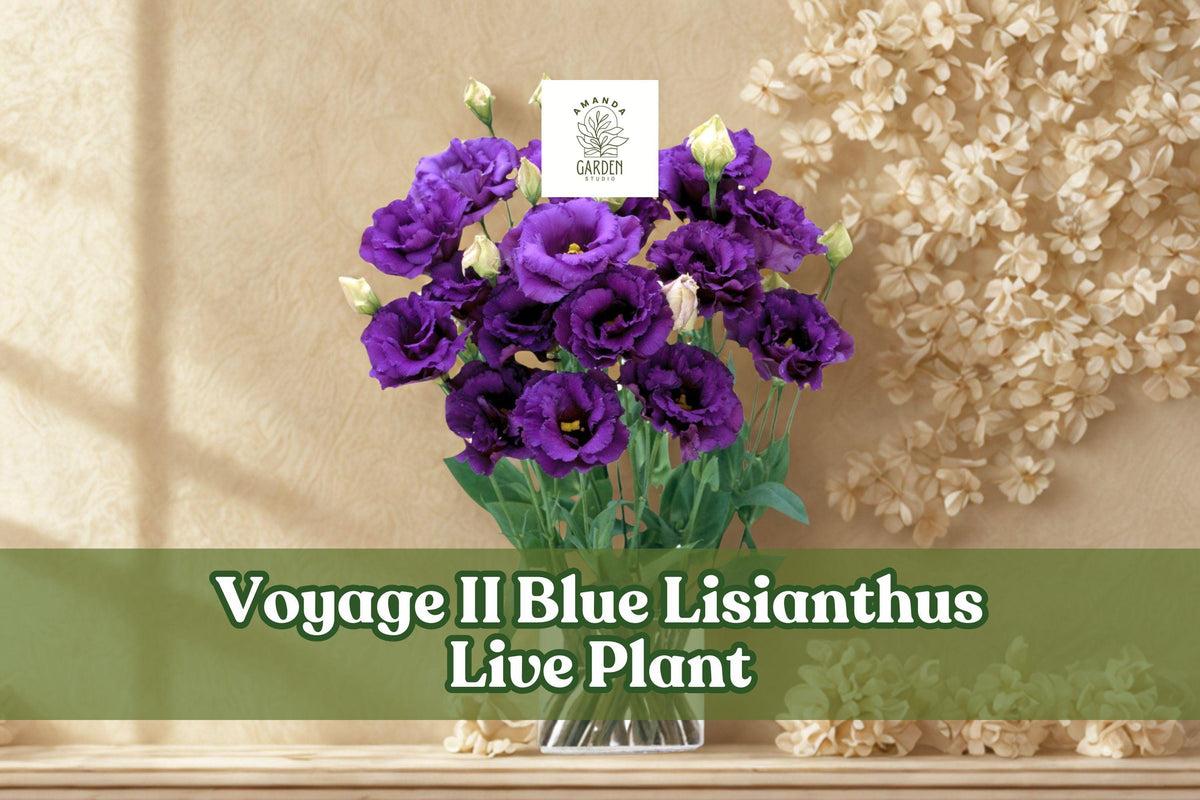 Voyage II Blue Lisianthus Live Plant | Eustoma grandiflorum Starter Plug for Containers & Gardens