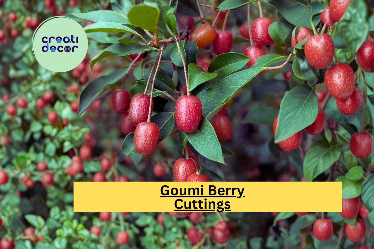 Goumi Berry Scionwood Cuttings Set of 4 for Grafting Elaeagnus Multiflora Fruit Shrub Propagation