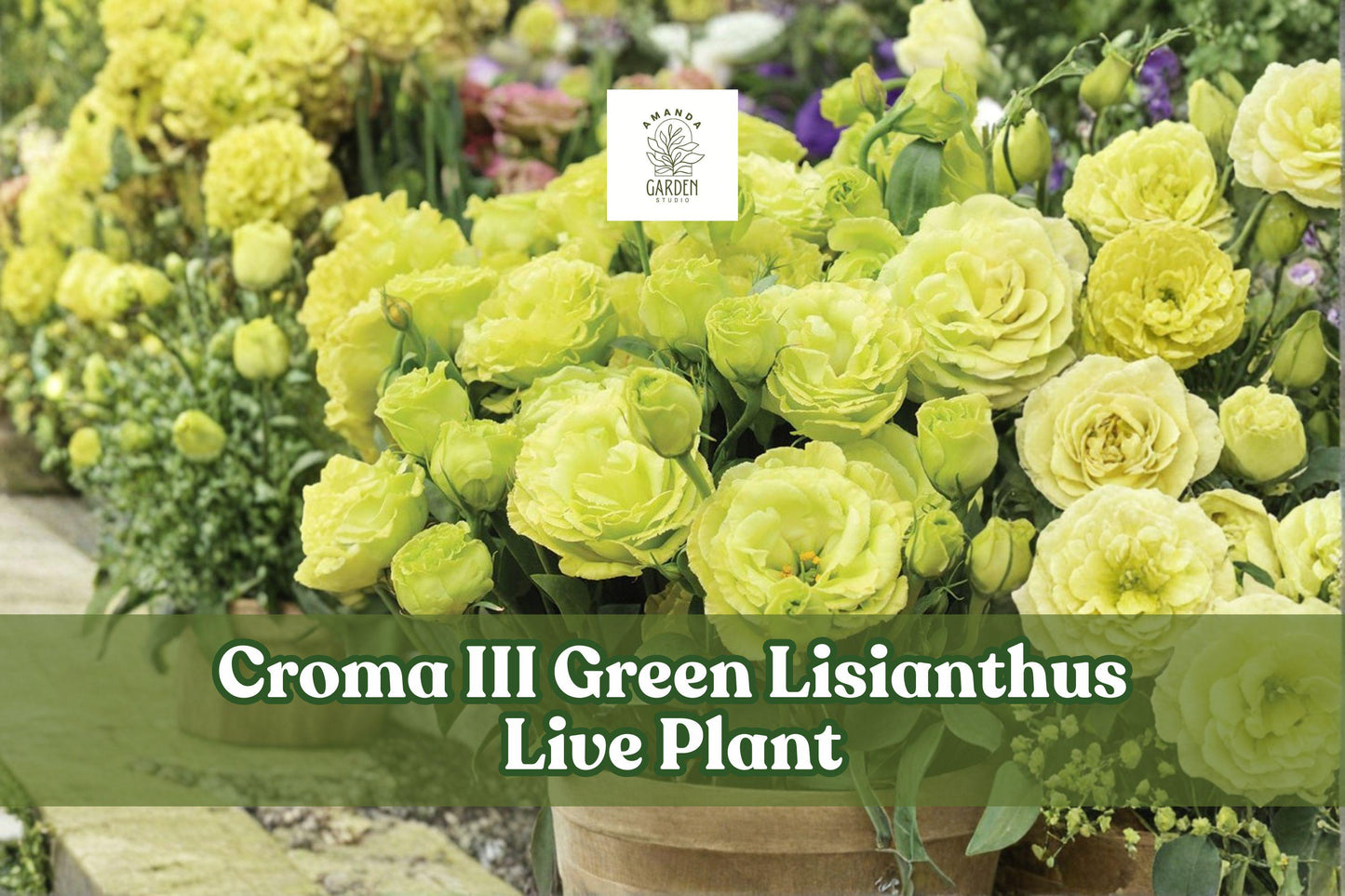 Croma III Green Lisianthus Live Plant | Eustoma grandiflorum Starter Plug for Containers & Garden