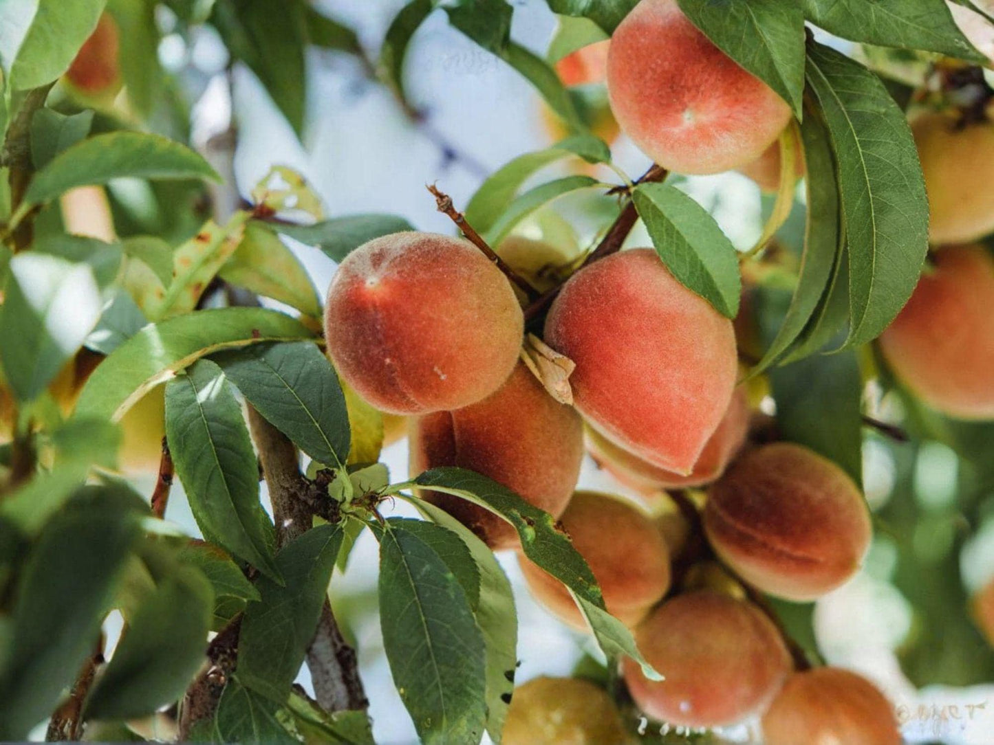 Peach Fruit Tree Cuttings – 7 Live Prunus persica 6-Inch for Edible Garden & Orchard