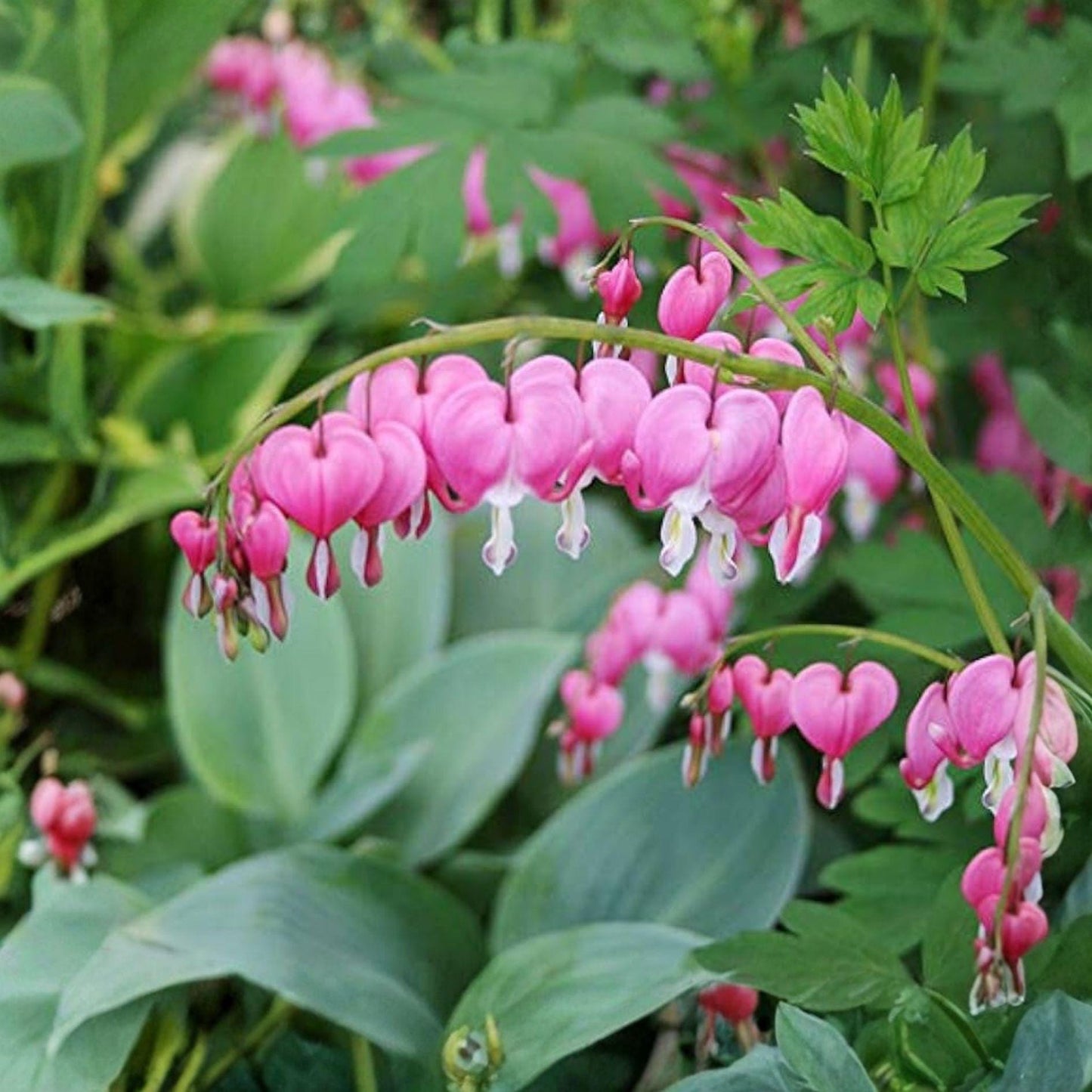Pink Bleeding Heart Plant Root Bulb – Dicentra spectabilis Live Perennial for Shade Gardens, Spring Blooming Flower