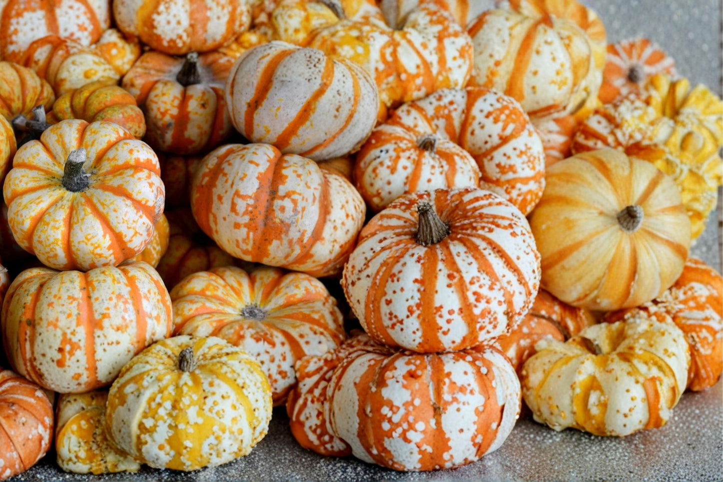 Striped Pumpkin Seeds – Cucurbita pepo, Ornamental White & Red Veined Pumpkin, Fall Garden, Vining Vegetable Seed