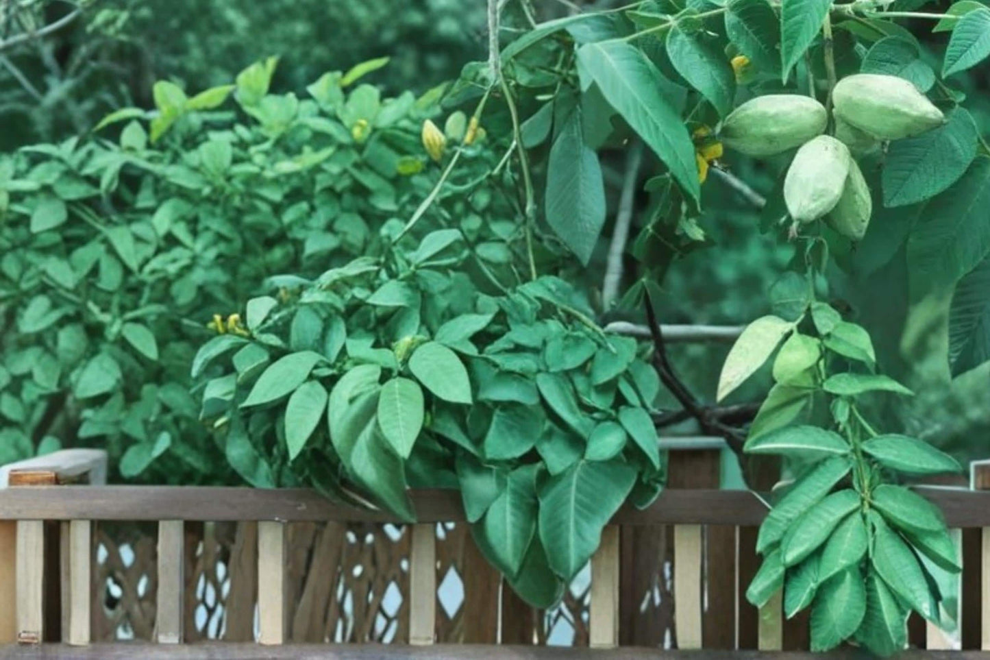 Butternut Tree Seeds – Juglans cinerea – Edible Nut Tree with Broad Canopy for Landscape & Nut Production