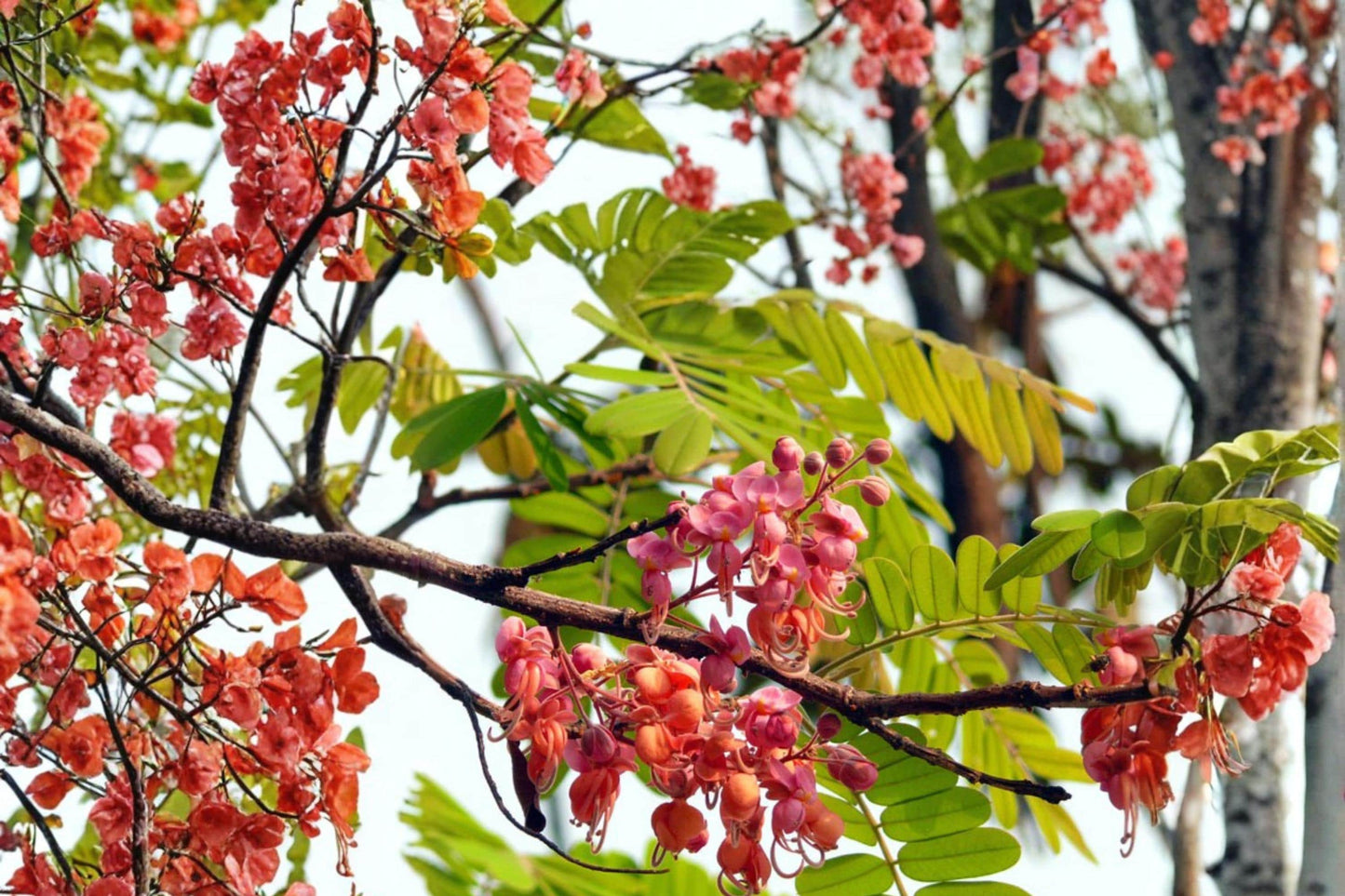 Pink Shower Tree Seeds – Cassia grandis Tropical Flowering Tree with Pink Blooms & Seed Pods