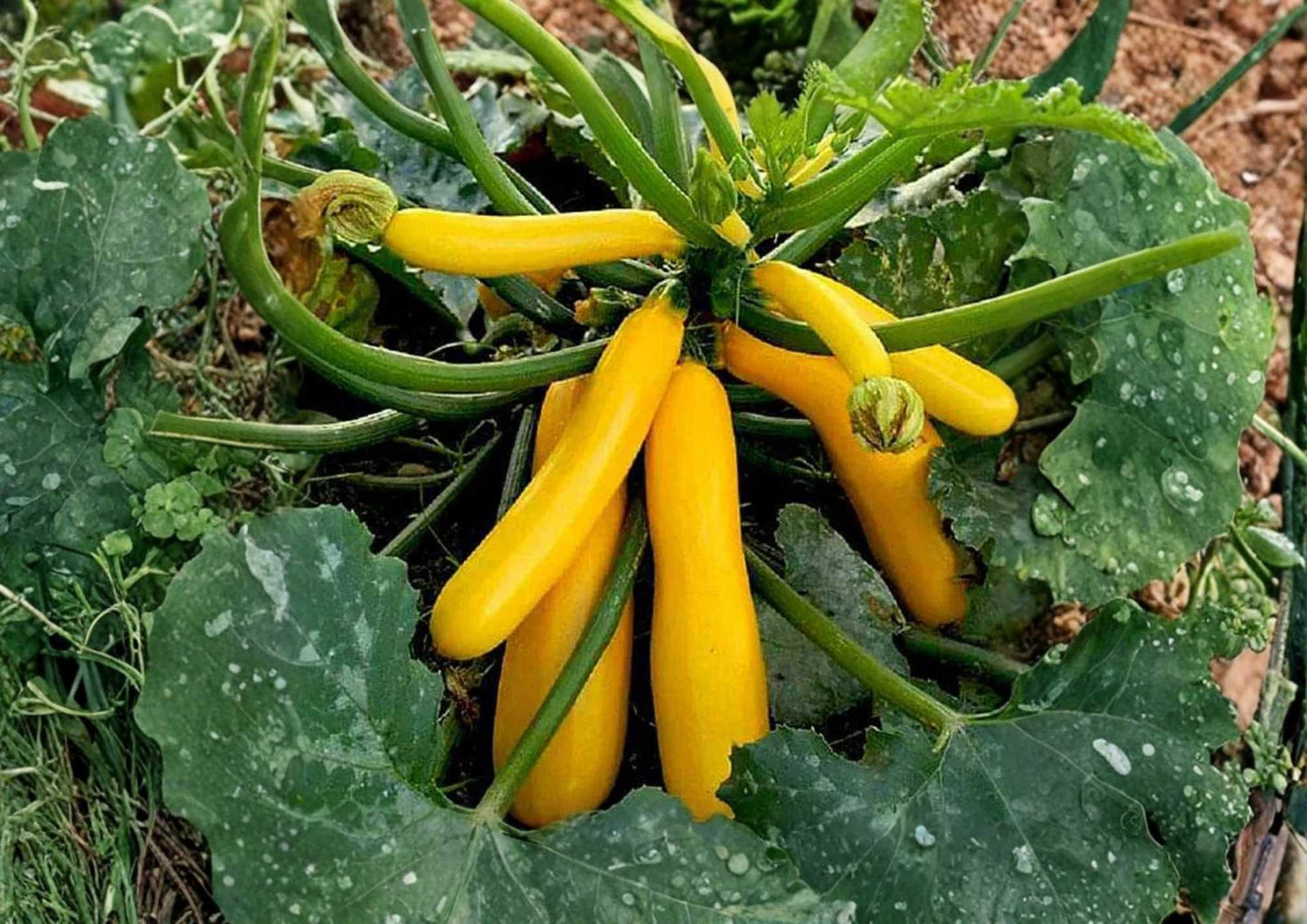Golden Zucchini Seeds – Heirloom Organic Non-GMO Summer Squash, Bright Yellow, High Yield, Garden Planting