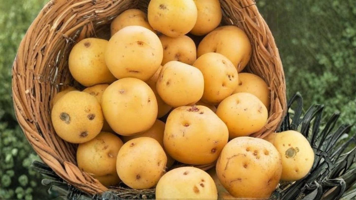 Kennebec Potato Seeds 5 Pounds – Solanum tuberosum, Tuber Crop for Home Gardening and Outdoor Cultivation