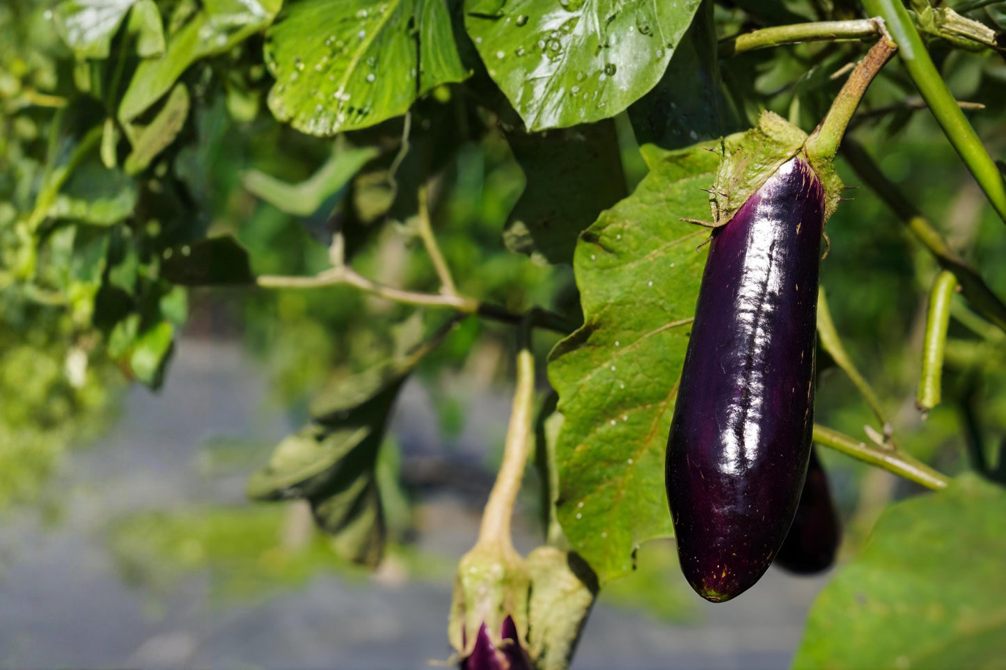 Long Purple Eggplant Seeds (50) | Heirloom Solanum melongena for Gardening, Cooking & Container Growing