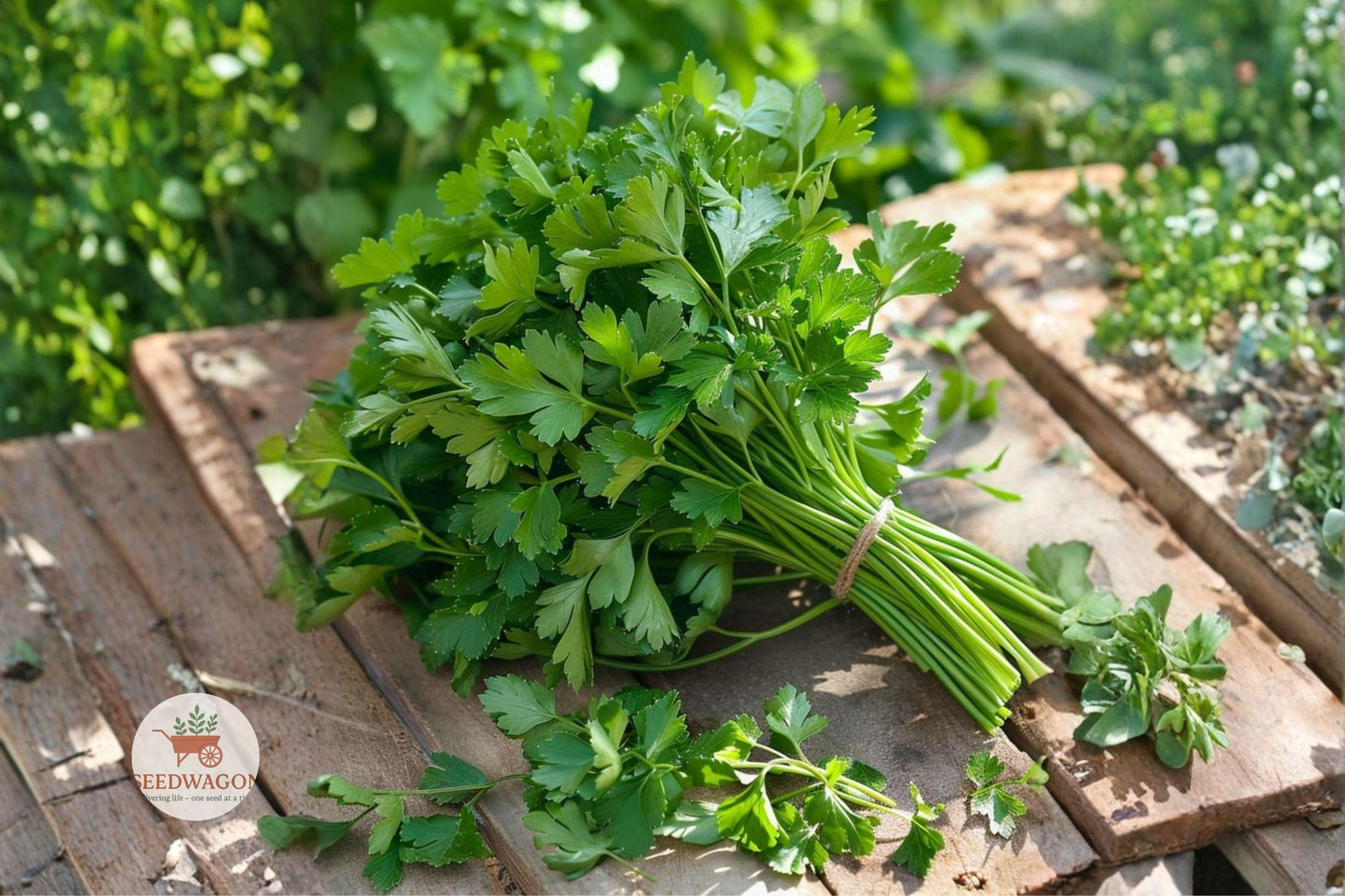 Italian Parsley Seeds, Flat Leaf Herb Seeds, Dark Green Parsley Seeds, Heirloom Herb Seeds, Non-GMO Herb Seeds, Culinary Herb Seeds, Kitchen Garden Seeds, Indoor Herb Seeds, Outdoor Herb Seeds, Garnish Herb Seeds, Salad Herb Seeds, Well-Drained Soil Seeds, Compact Herb Seeds