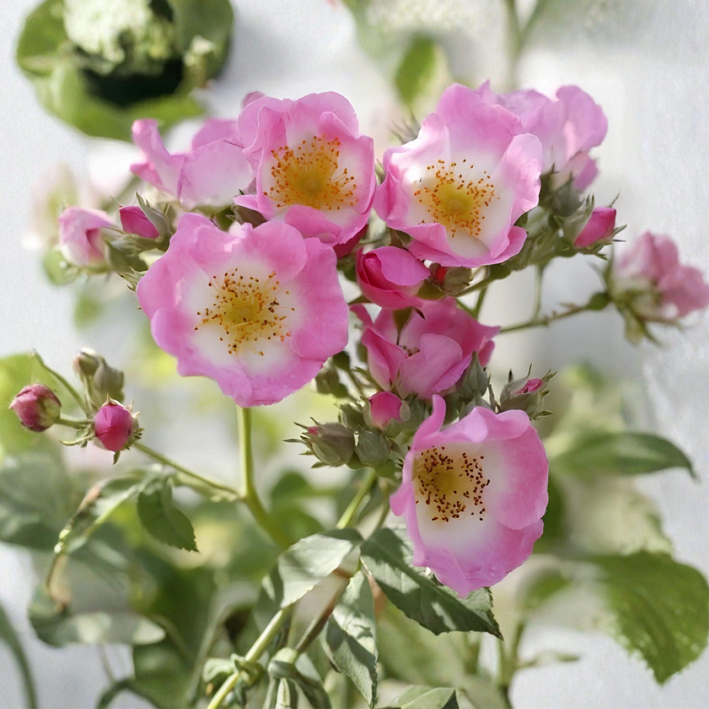 Wild Pink Climbing Rose Live Plant Bare Root, Hardy Garden Rose with Pink Blooms, Climbing Rose, Rosa rubiginosa