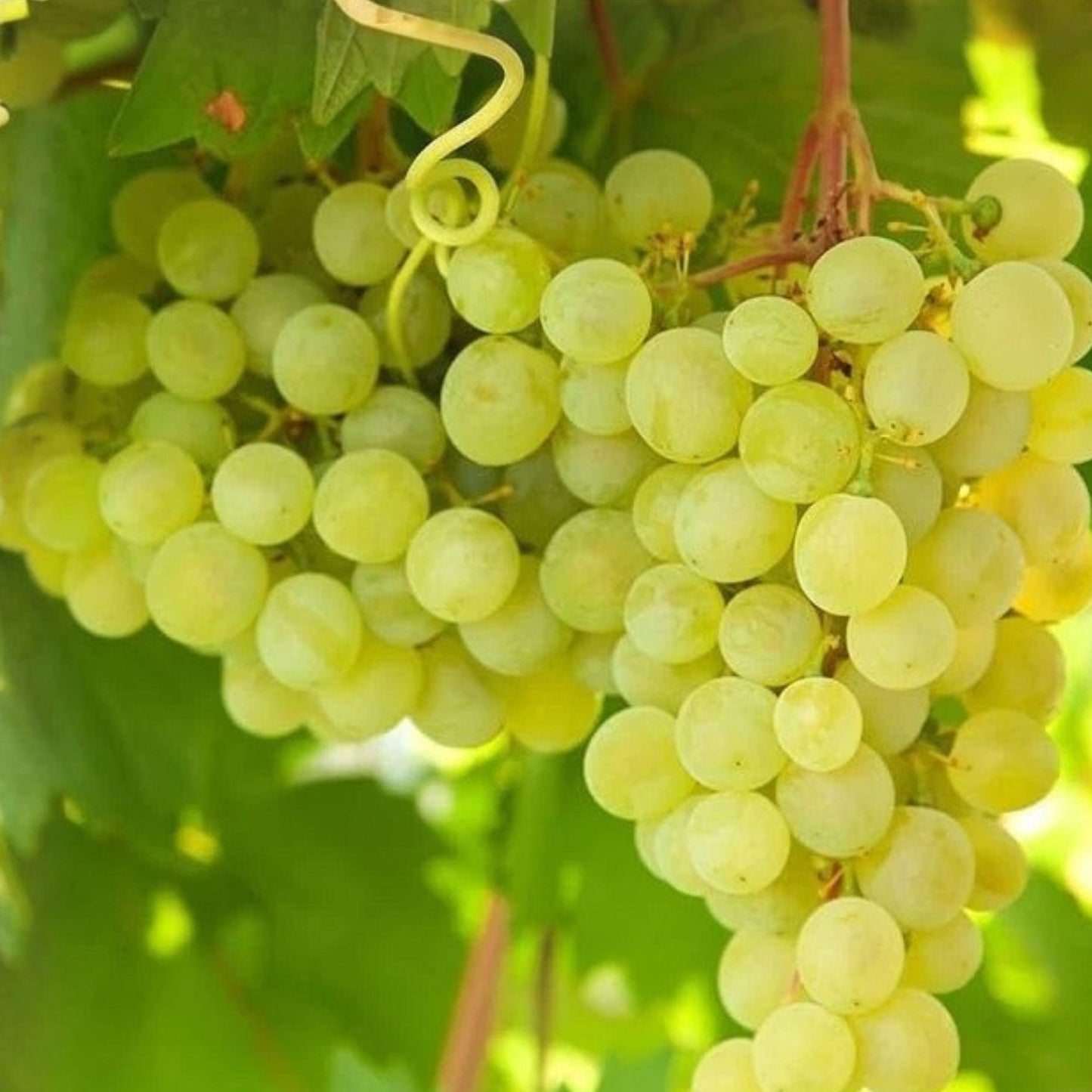Vitis Thompson Seedless Grape Vine Cuttings – 3 Live Unrooted 6-Inch Climbing Fruit Garden Plants
