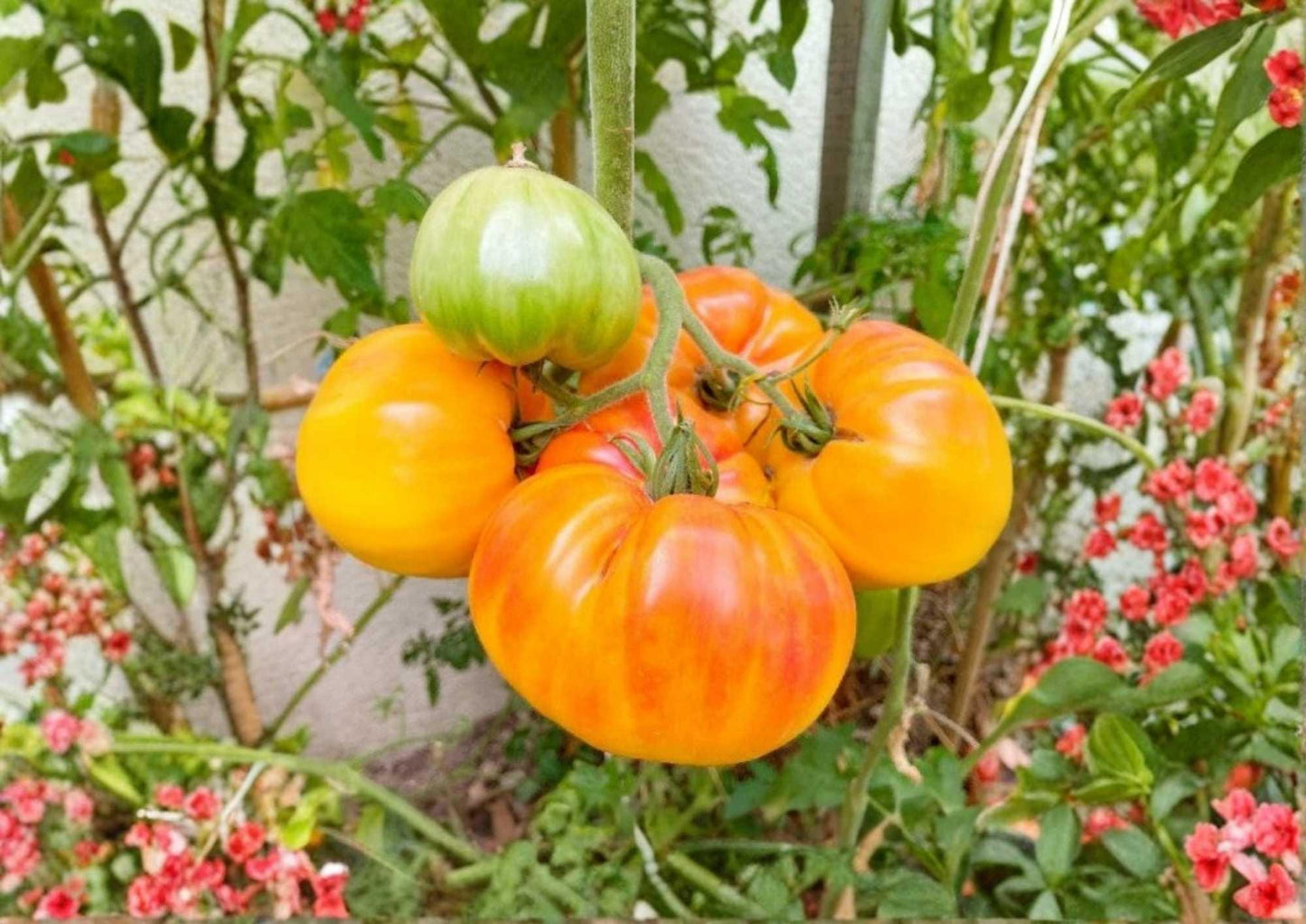 120+ Pineapple Tomato Seeds, Heirloom Non-GMO, Large Yellow Red Beefsteak, Tropical Flavor, Solanum lycopersicum