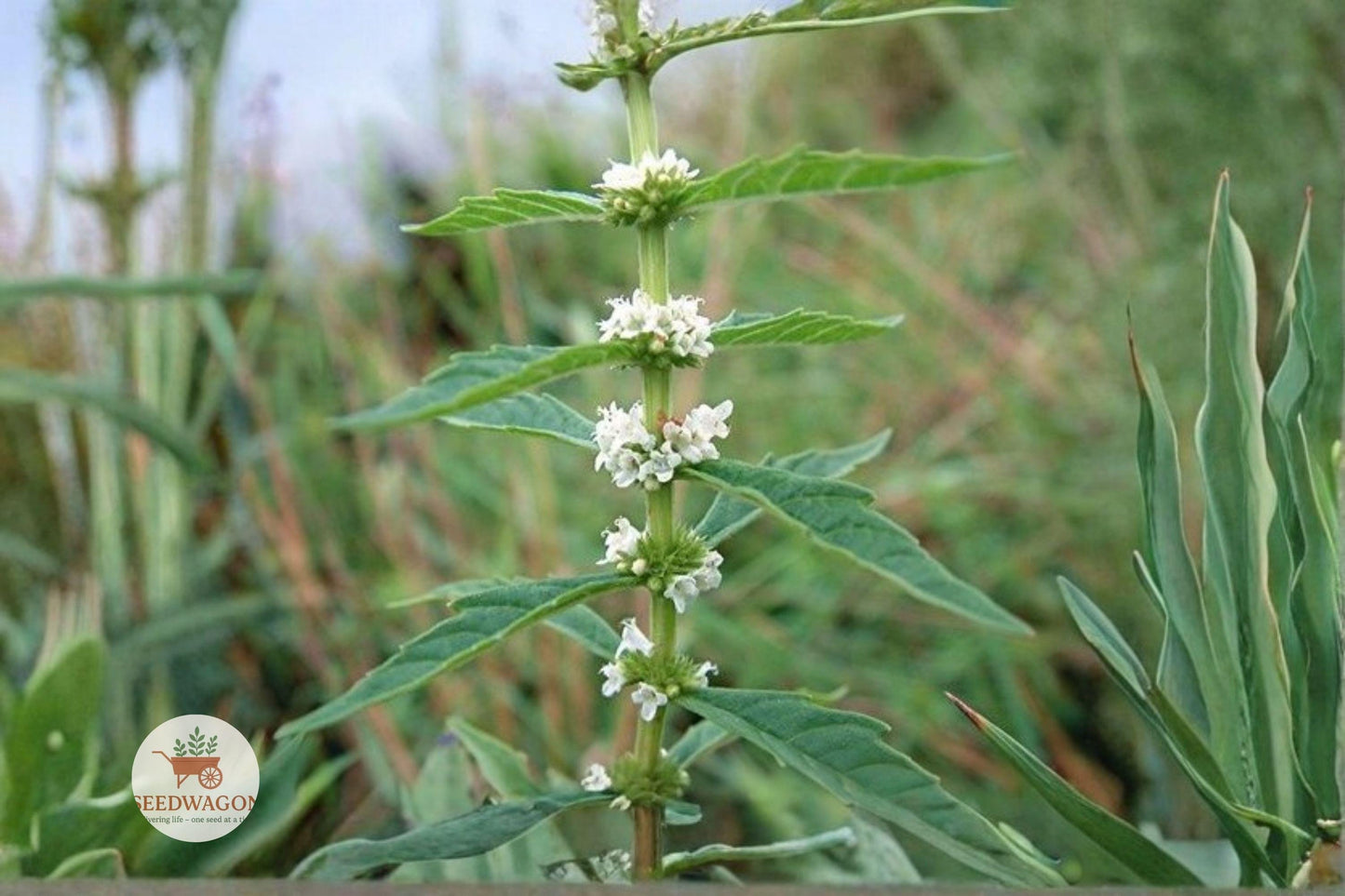 bugleweed seeds, native wetland plant, pollinator attracting seeds, water horehound seeds, moisture-loving perennial, pond edge plant seeds, rain garden seeds, white flowering seeds, low maintenance wildflower, ecological landscaping seeds, bee friendly seeds, wet soil plant seeds, native pollinator plant