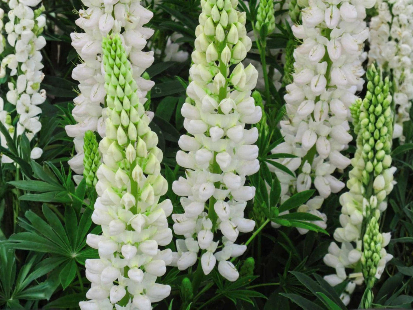 White Lupine Seeds | Lupinus polyphyllus Russell White Perennial Flower for Gardens & Borders