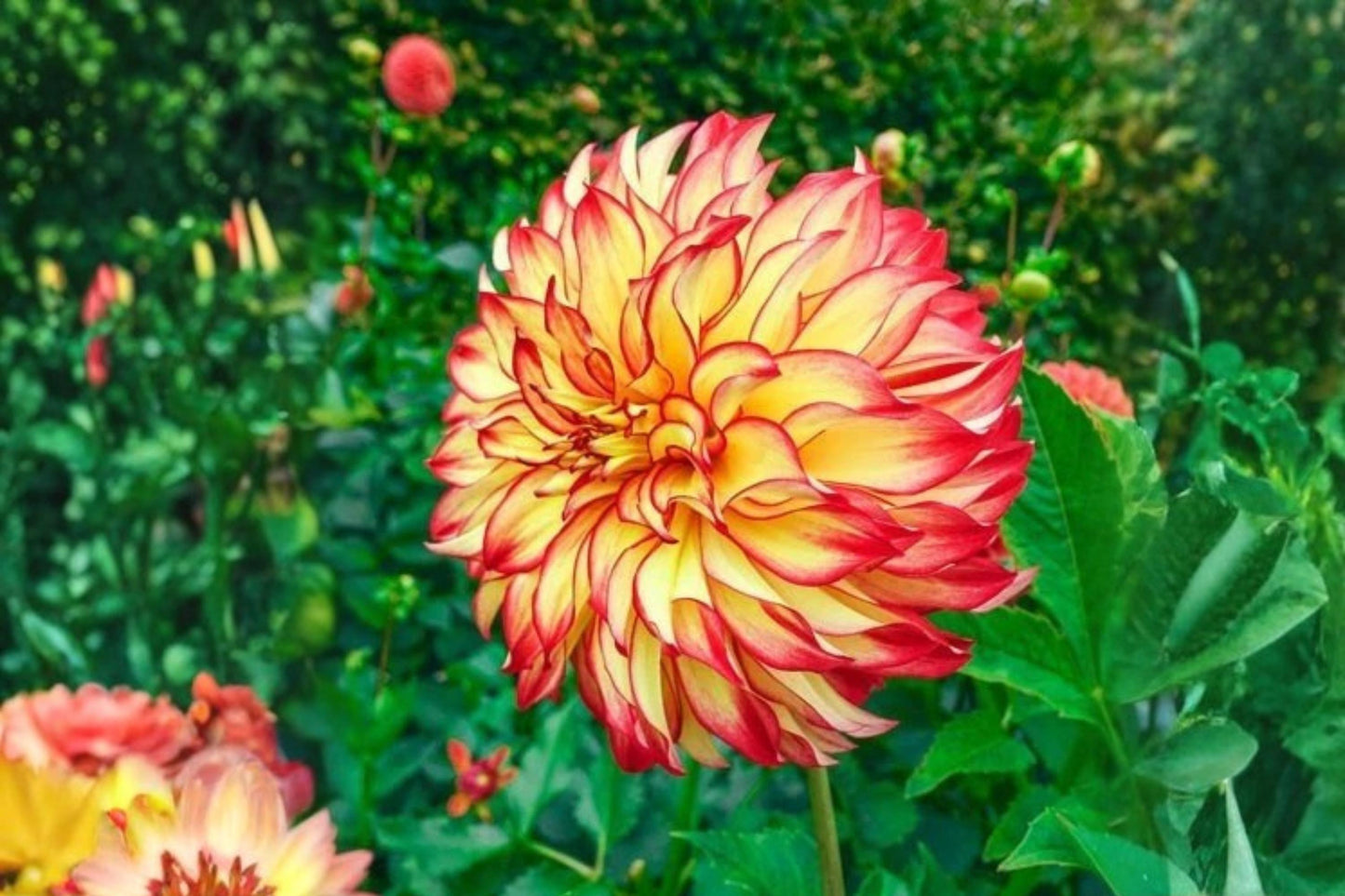 Dinnerplate Dahlia Bulb Tuber Clump Cafe Au Lait Royal Dahlia pinnata Spring Shipping