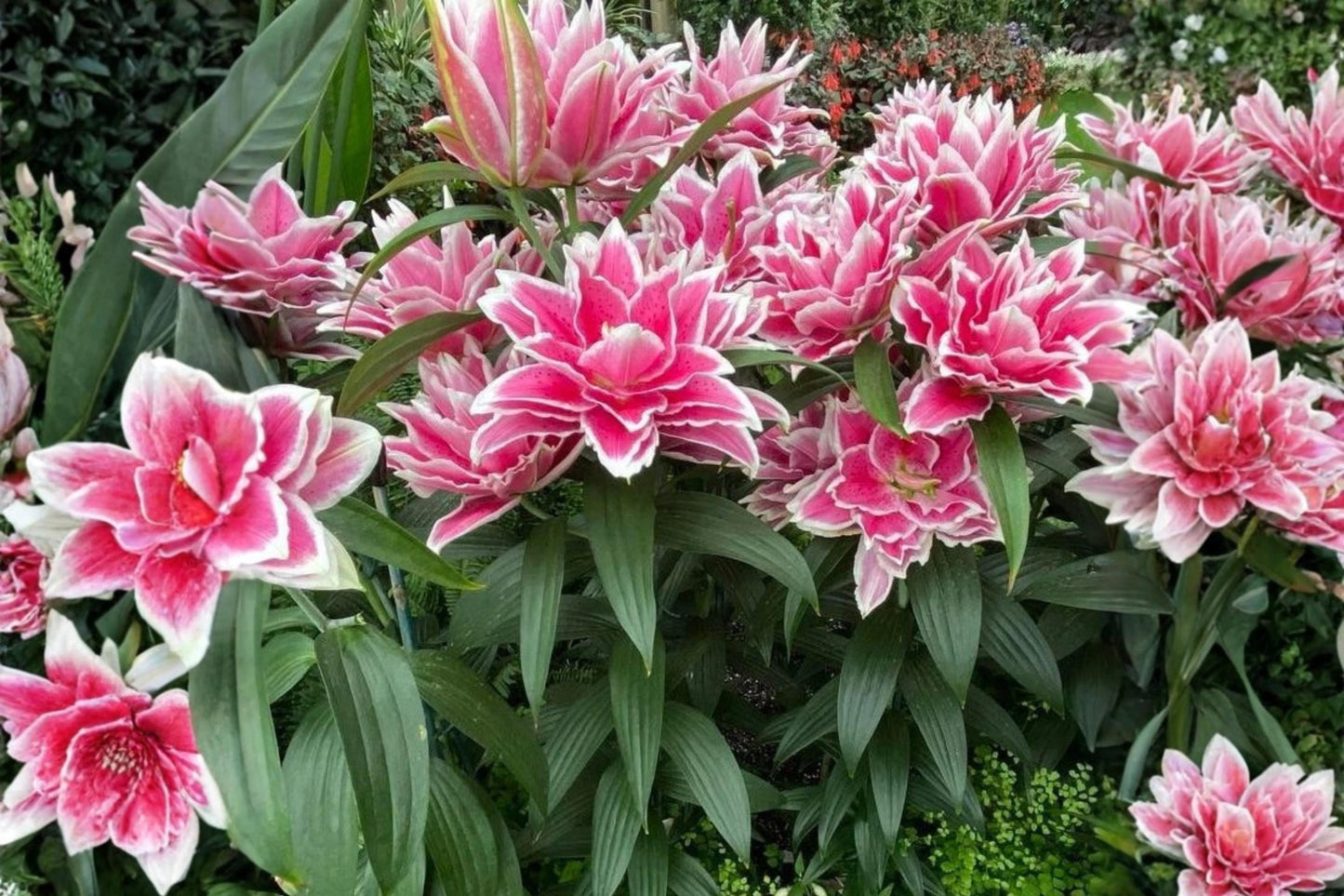 Roselily Samantha Flower Bulb - Showy Dark Pink & White Double Blooms - Lilium Hybrid