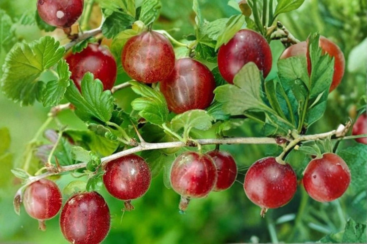 Gooseberry Plant - Healthy Live Ribes uva-crispa - Captivator Variety, Pruned & Ready for Planting