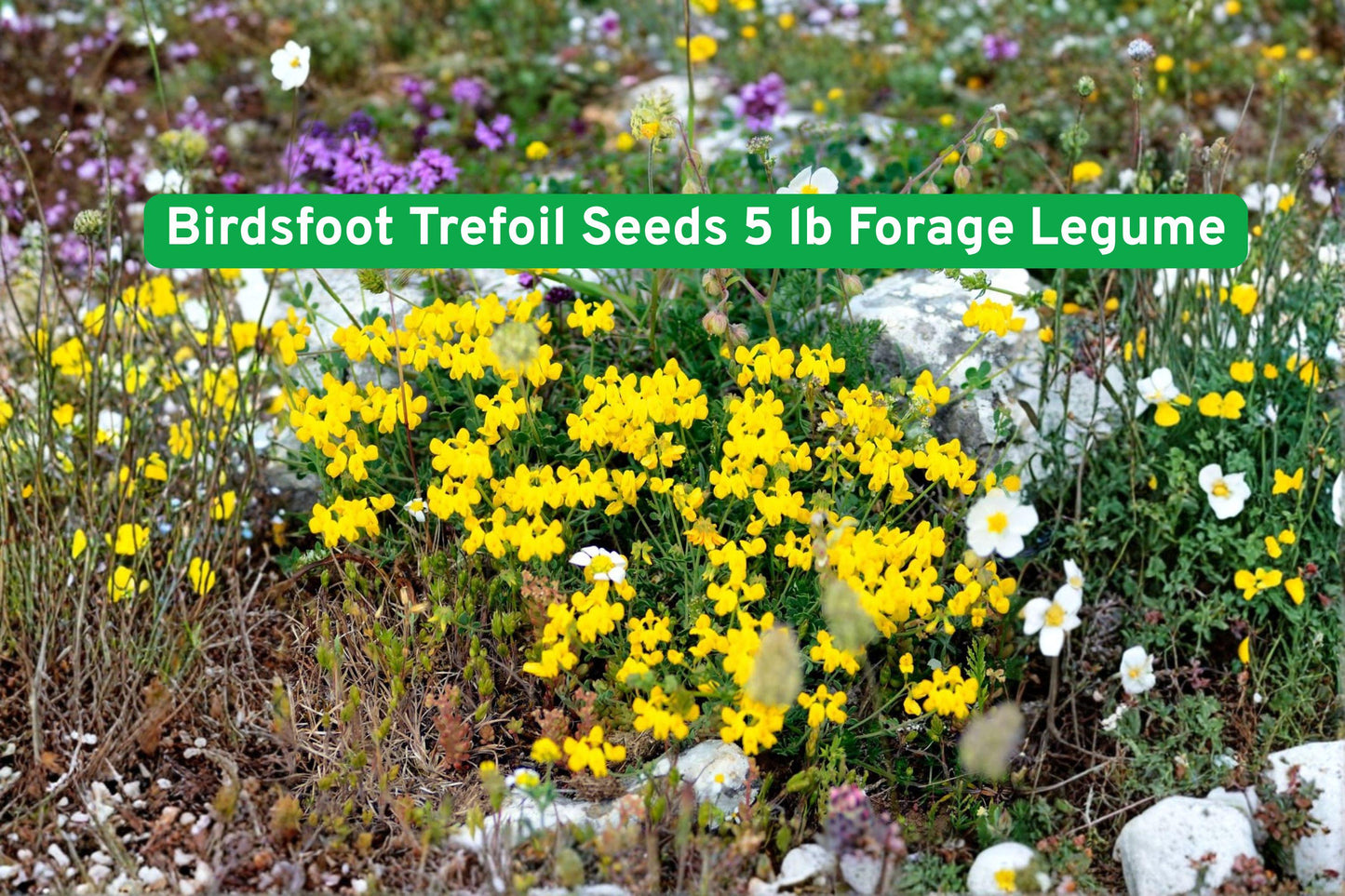 birdsfoot trefoil seeds, forage legume seeds, pasture seed mix, yellow flowering plant, livestock feed seed, soil nitrogen fixer, hay and silage seed, sustainable farming plant, green foliage seeds, low-growing forage, protein-rich forage, field planting seeds, regenerative agriculture plant
