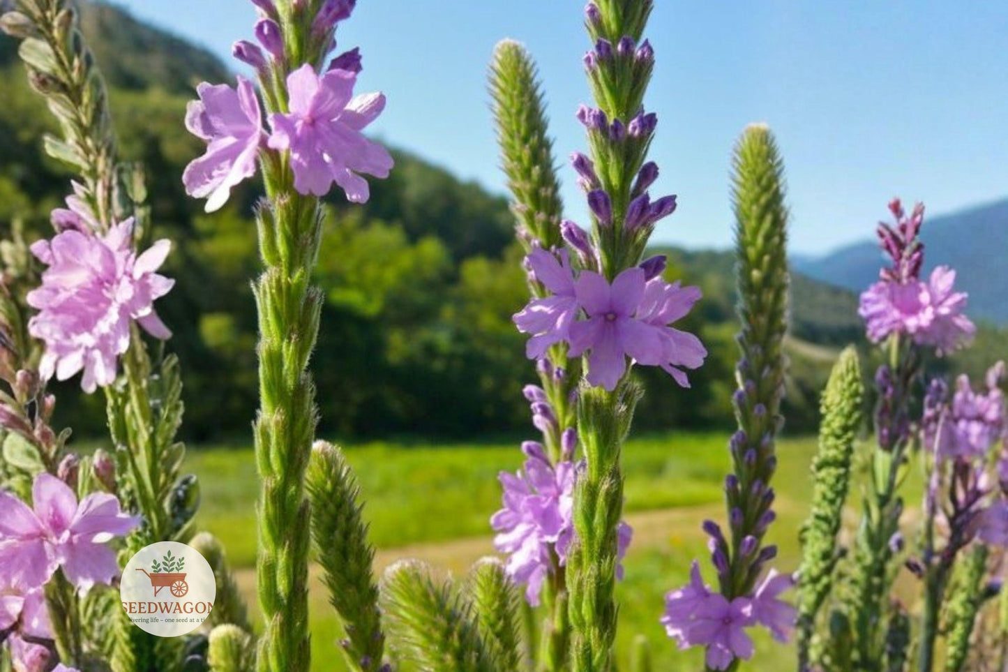 Hoary Vervain seeds, native wildflower, pollinator plant, purple flower seeds, prairie garden seeds, drought tolerant seeds, summer bloom seeds, meadow planting seeds, bee attracting seeds, butterfly garden seeds, perennial wildflower seeds, lavender flower seeds, natural landscape seeds
