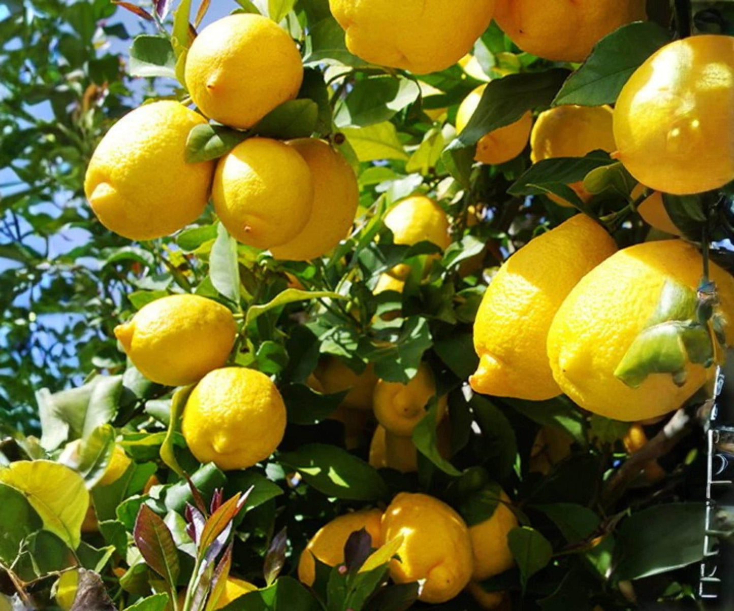 Grafted Harvey Lemon Tree – 24 Inch Citrus Plant for Indoor & Outdoor Growing, Tropical Fruit Tree
