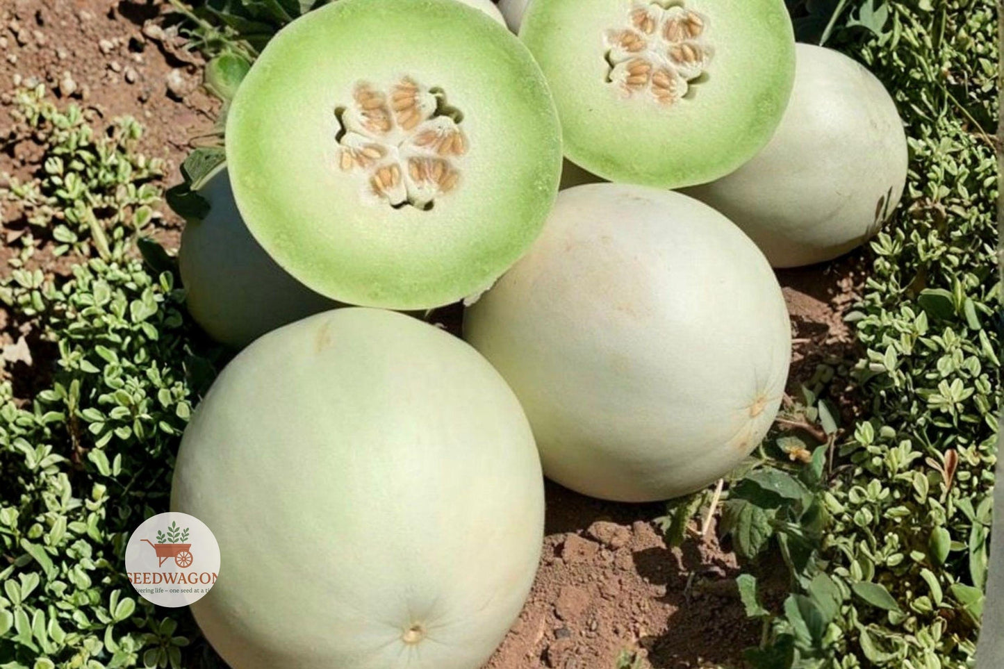 honeydew melon seeds, heirloom melon seeds, non-GMO fruit seeds, summer fruit seeds, vining melon seeds, green flesh melon, garden melon seeds, easy grow fruit, fruit crop seeds, home garden seeds, warm season melon, seed packets for planting, juicy melon seeds