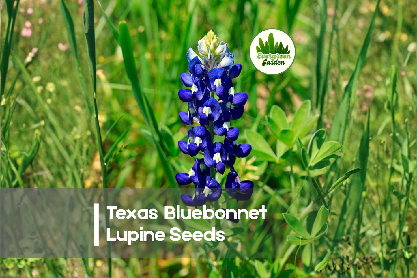 25 Texas Bluebonnet Lupine Seeds - Wildflower Seeds for Meadows, Borders, Pollinator Gardens, Lupinus texensis