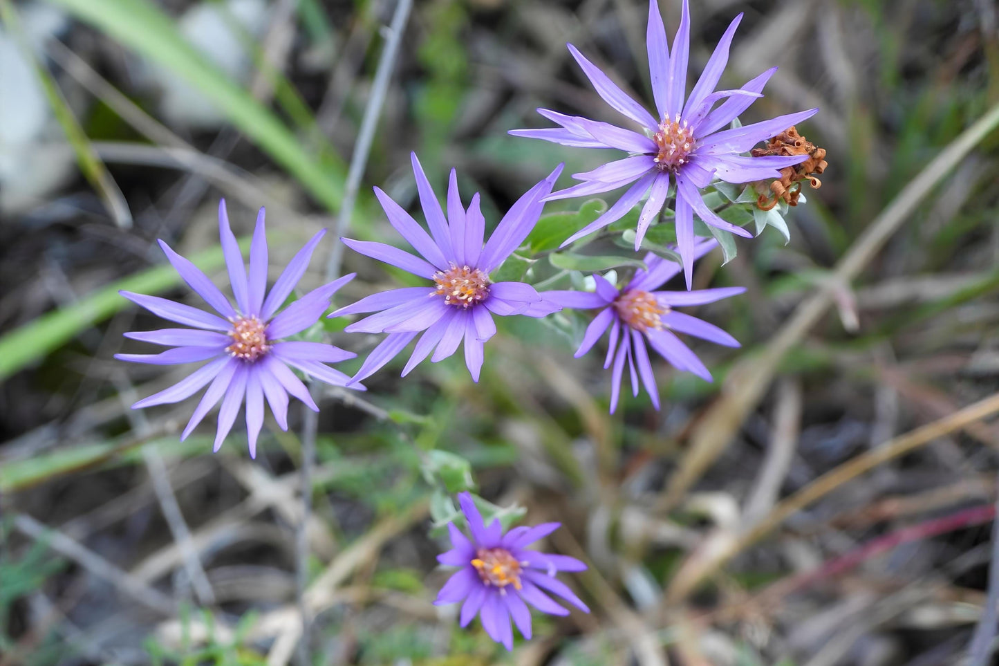 Silky Aster Seeds 100 Pack | Native Silver Aster (Symphyotrichum sericeum) for Wildflower Gardens & Xeriscaping