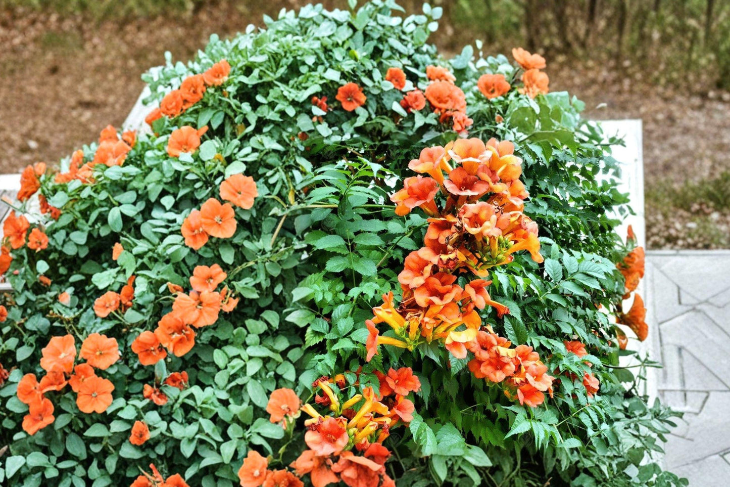 Campsis radicans Flame Trumpet Vine Bare Root Plant – Orange-Red Flowering Climber for Garden and Landscape