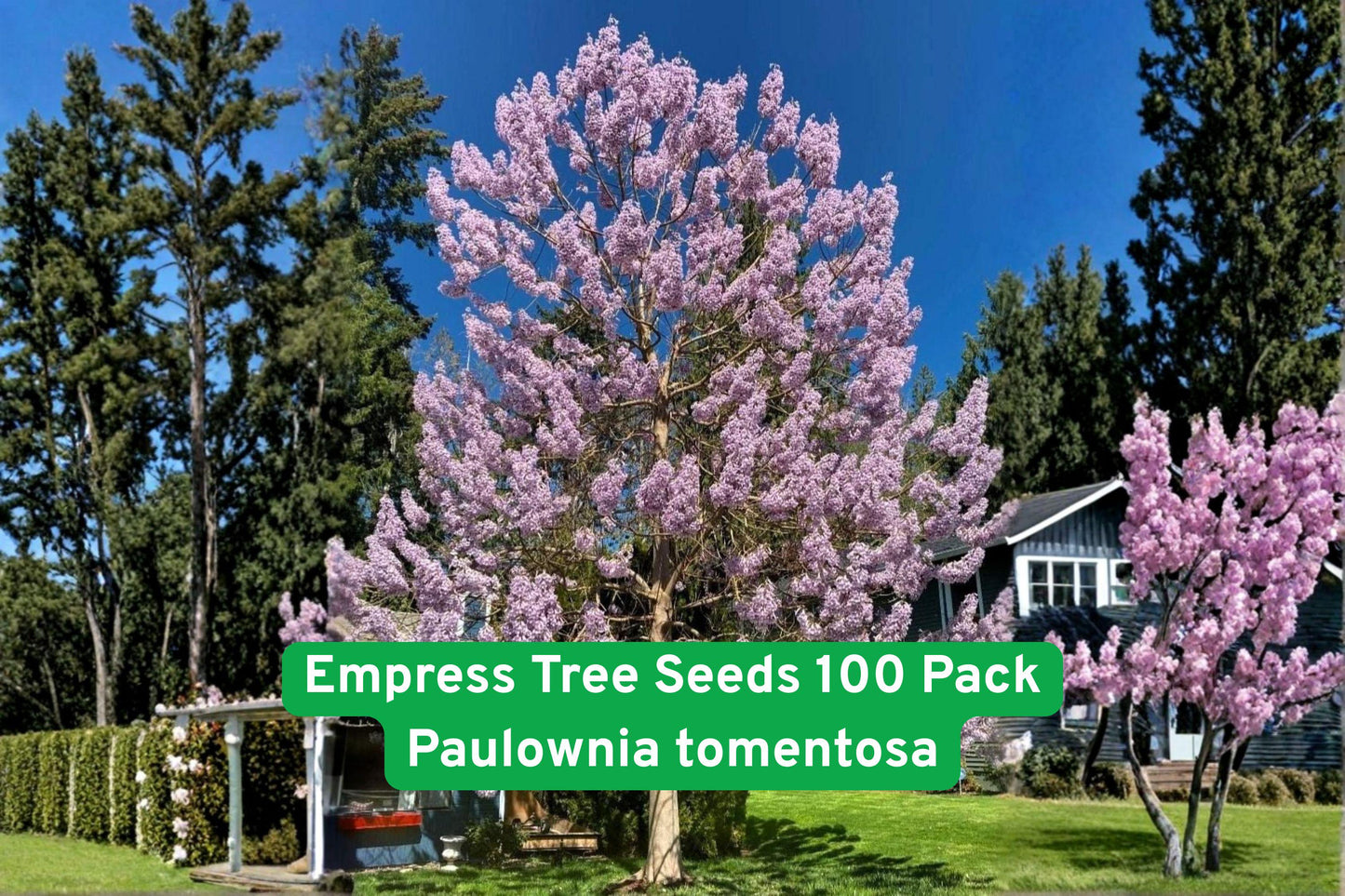empress tree seeds, paulownia tomentosa, fast-growing hardwood, shade tree seeds, purple flower seeds, privacy screen plant, windbreak tree, biomass tree seeds, outdoor planting seeds, land improvement seeds, quick grow tree, deciduous hardwood seeds, ornamental tree seeds